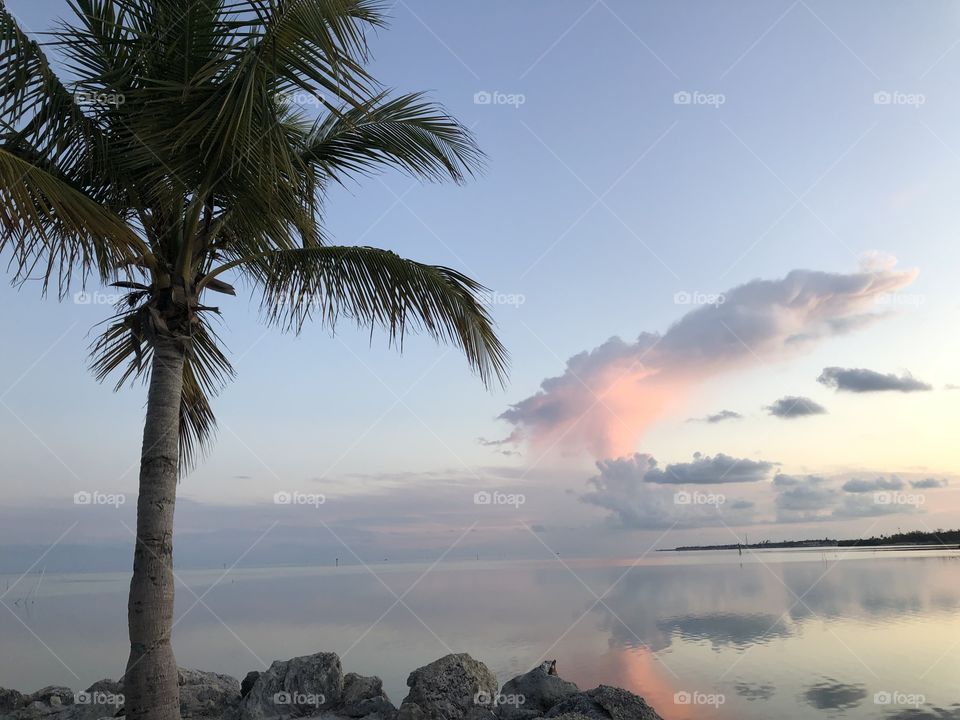 Sunrise with palm tree and ocean, beautiful pink clouds