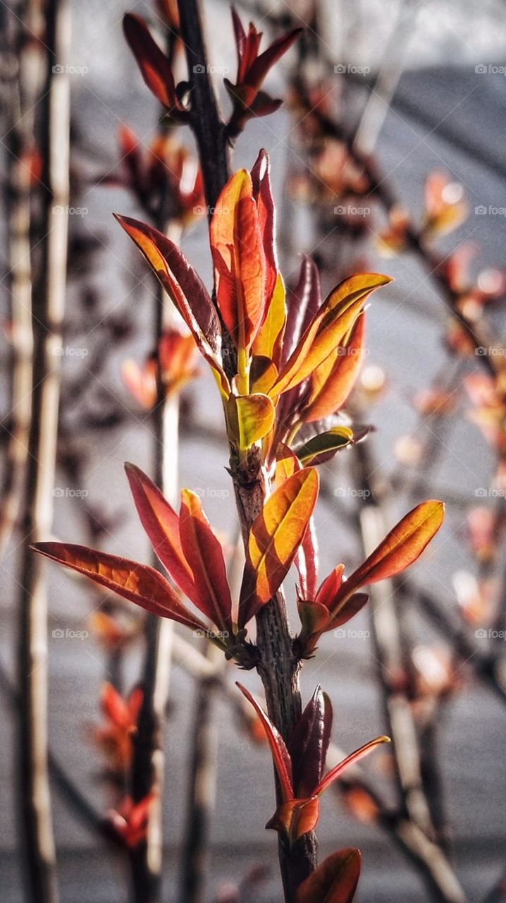 Fruitless Pomegranate Tree Beginning to Leaf out in Spring