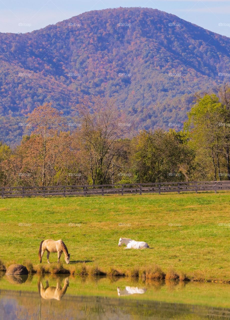 Horses in Field