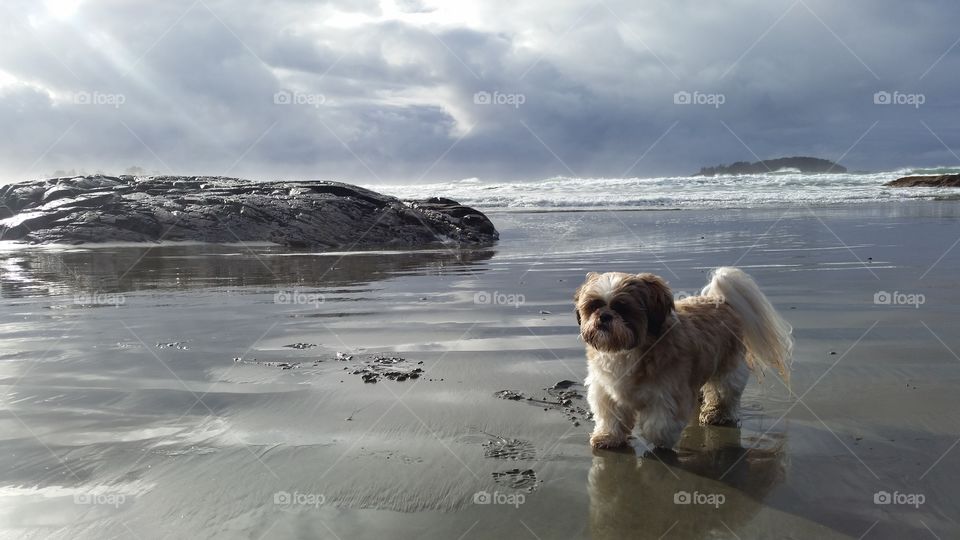 Dog hanging out on the beach. 