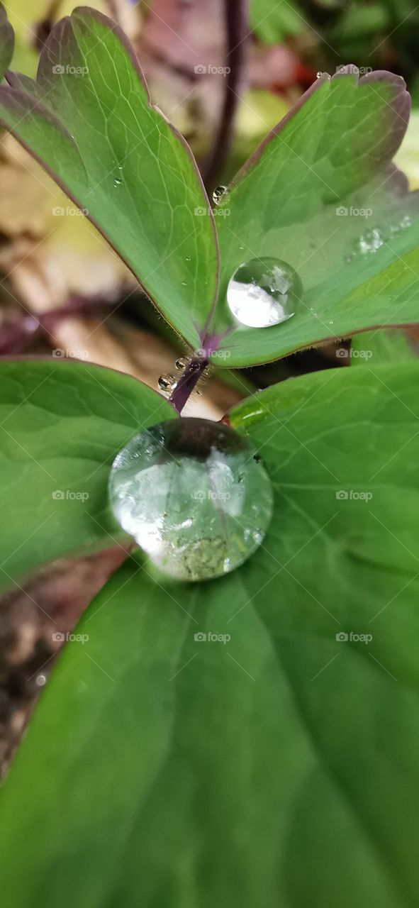 Regentropfen auf Blätter die sich angesammelt haben
