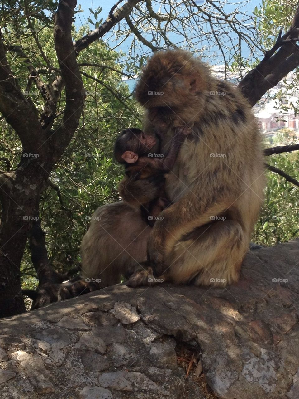 Monkey With Child