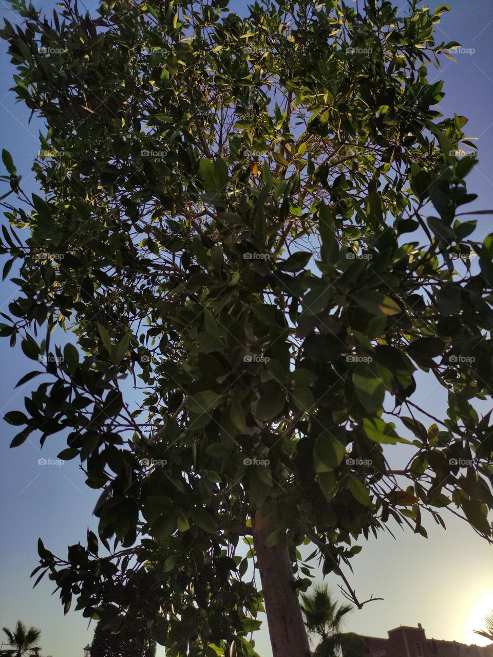 Picture of a tree at sunset
