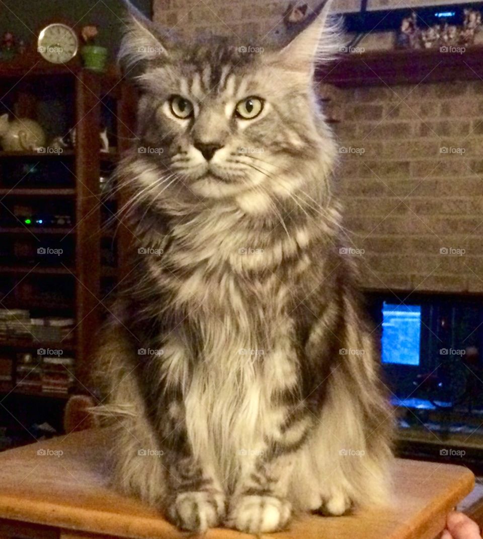 Frisco. Get up and Feed Me !!! NOW !!!!!!!😳