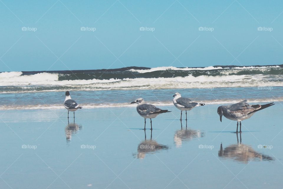 Bird, Water, Sea, Ocean, No Person