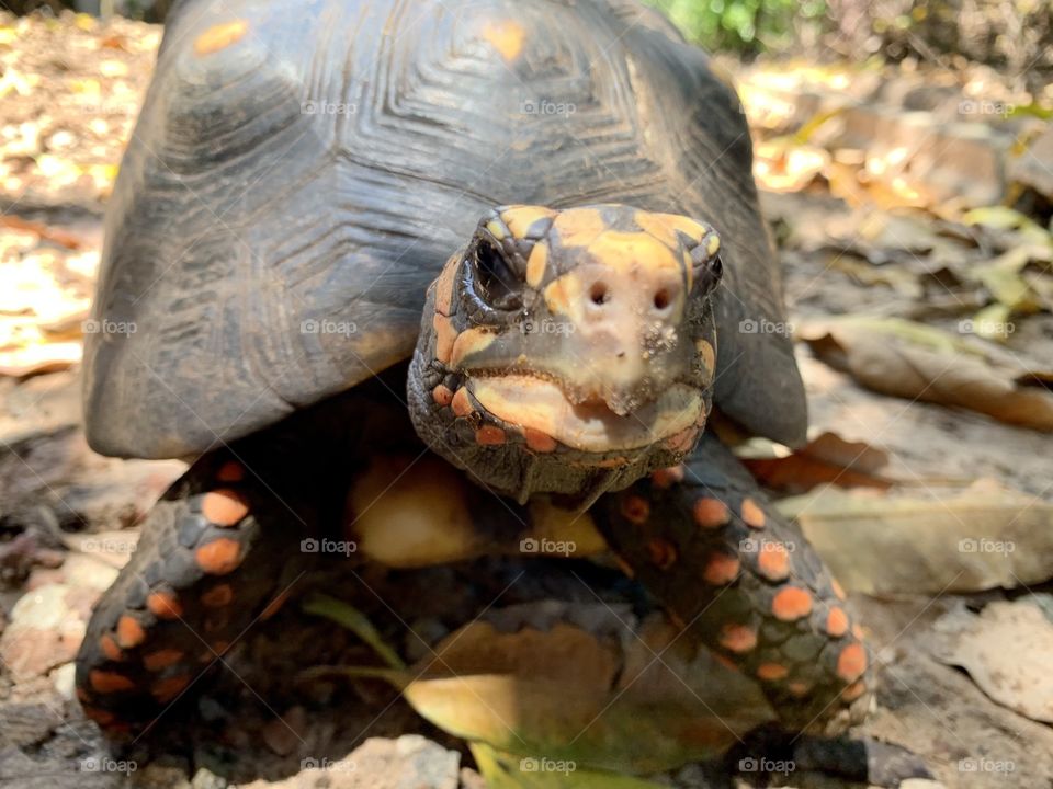 Tortoise close-up