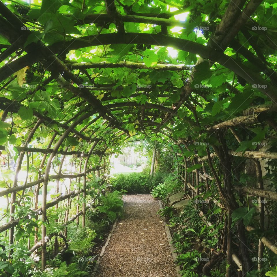 Green tunnel of foliage 
