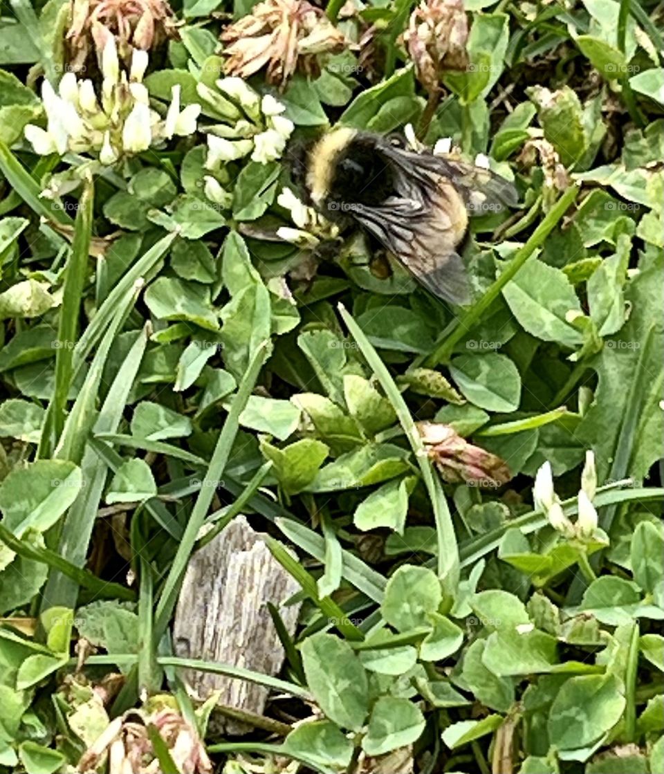 A bee hard at work 