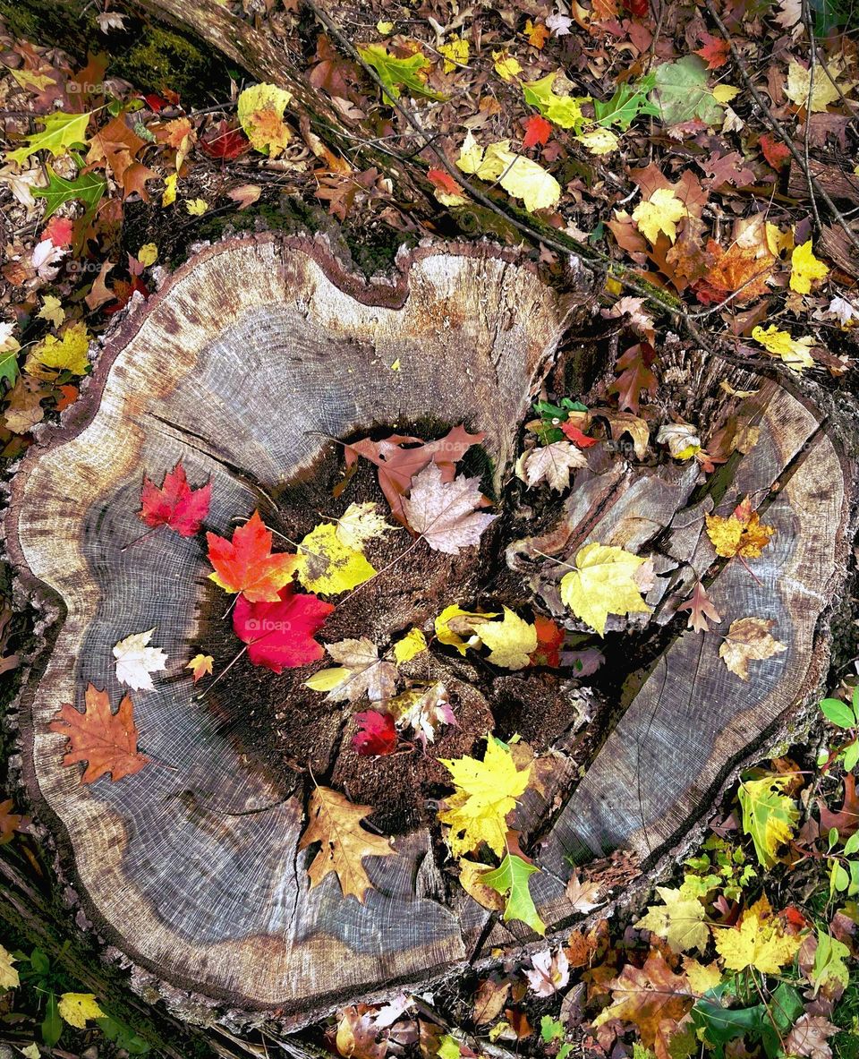 Stump up close showing tree rings covered with bright colored red yellow and green autumn leaves surrounded by bright leaves on ground in Michigan