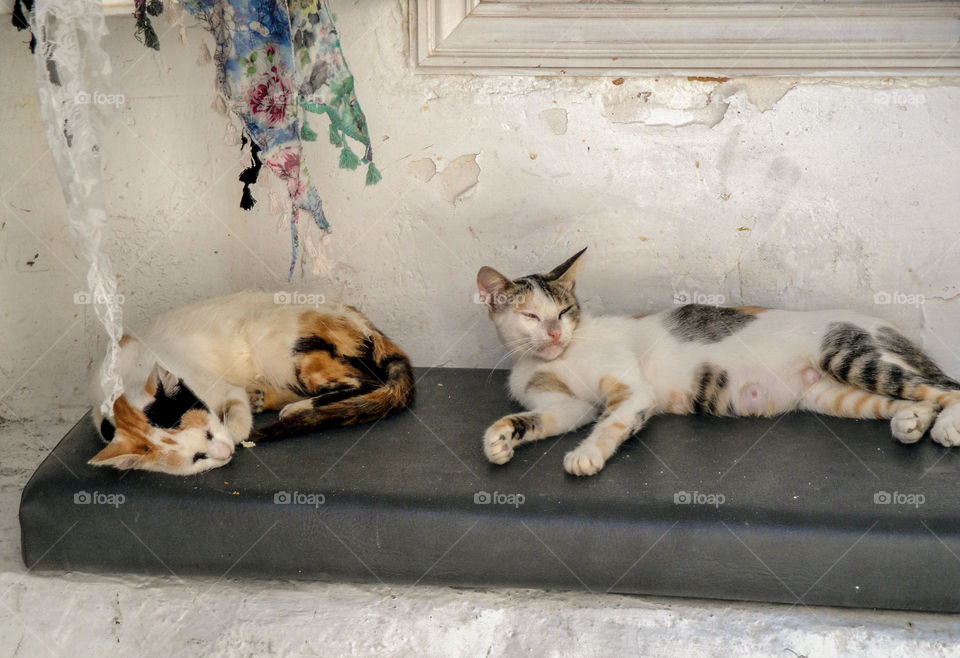 Cat love on the island of Mikanos