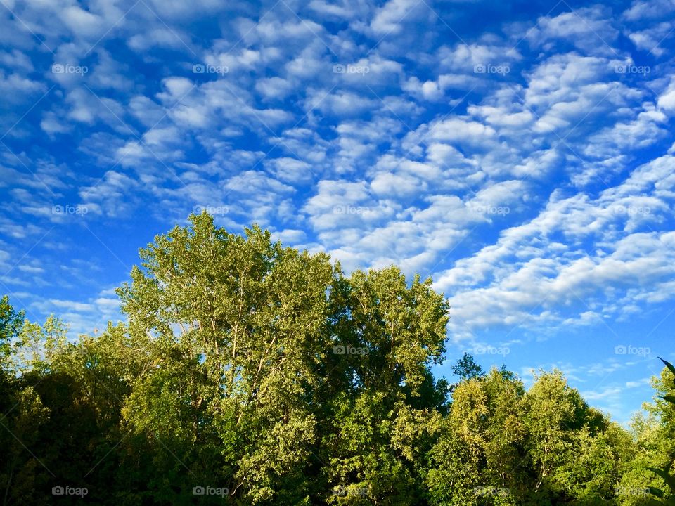 Low angle view of trees against cloud sky