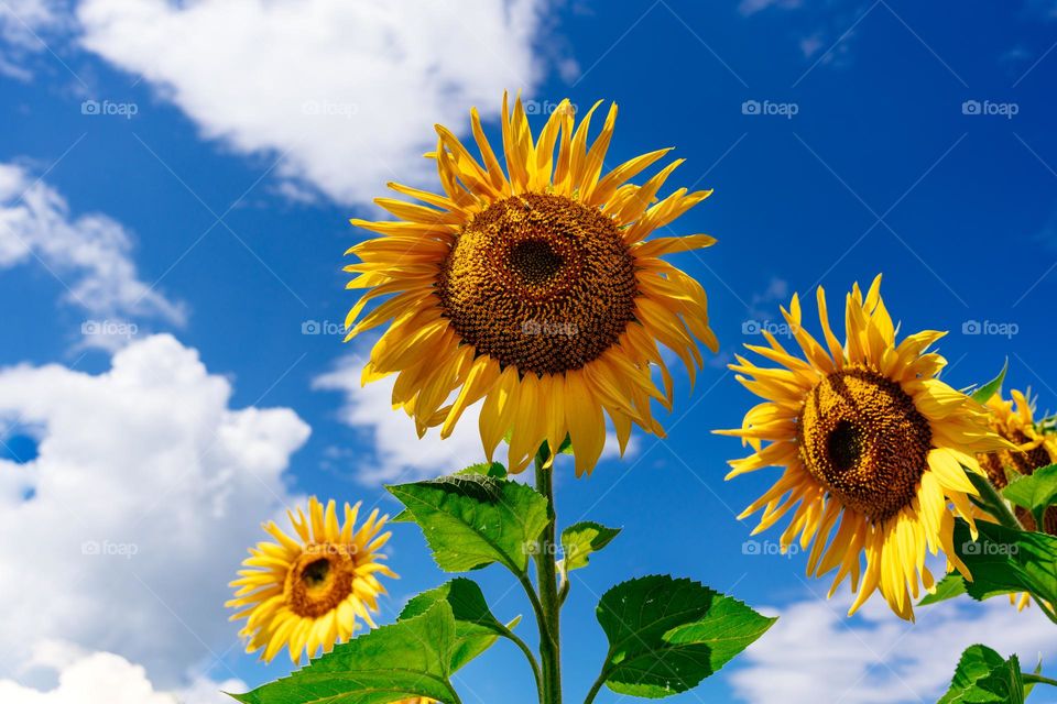 Bright sunflowers against blue sky