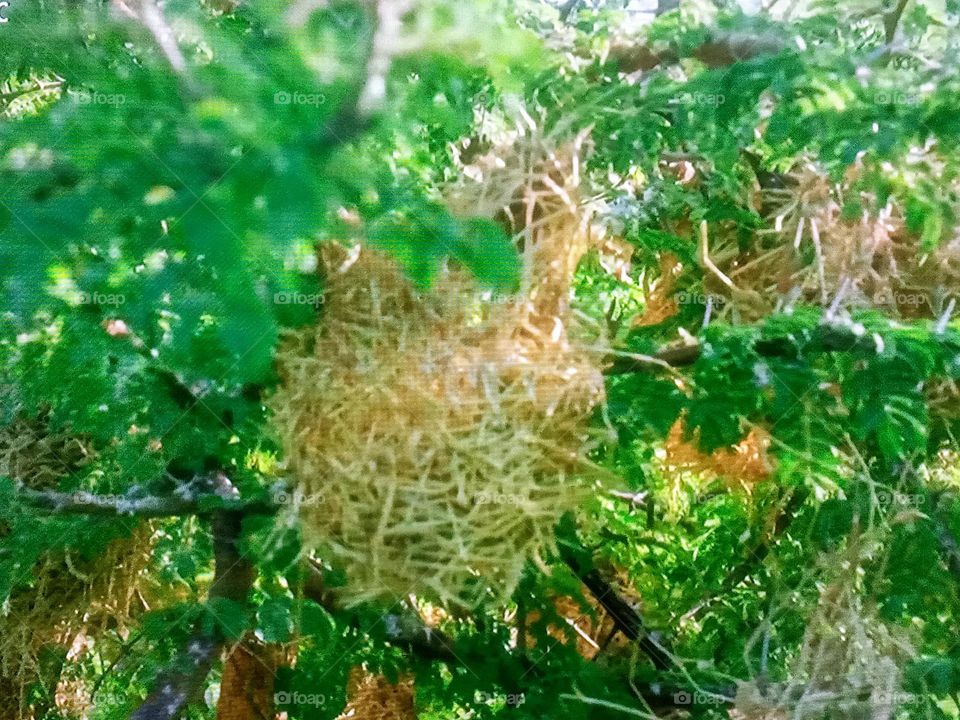 A bird's nest in a tree