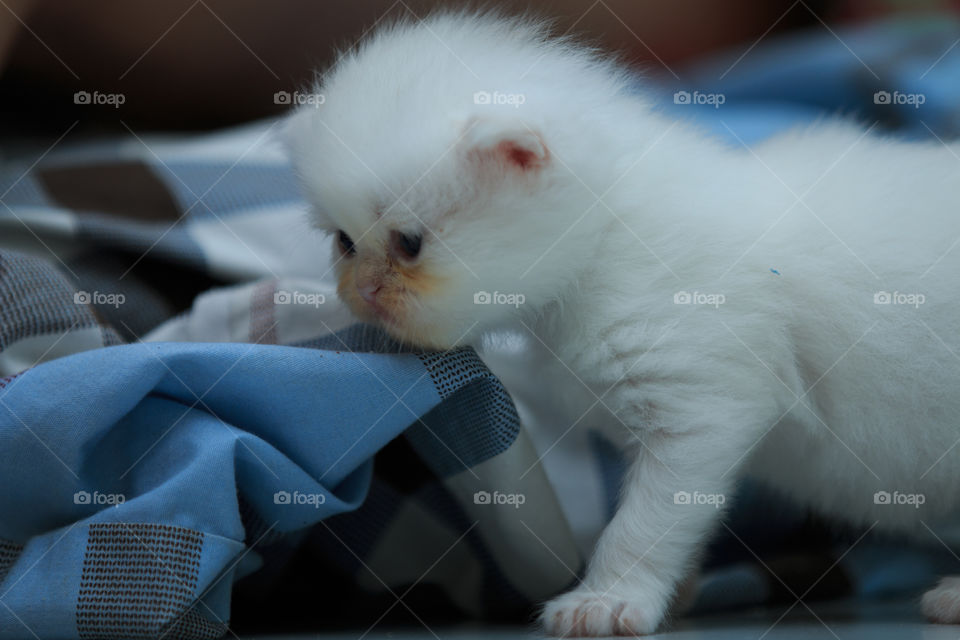 Portrait, Cat, Mammal, Cute, One