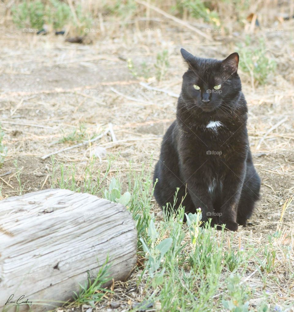 Only the Shadow Knows