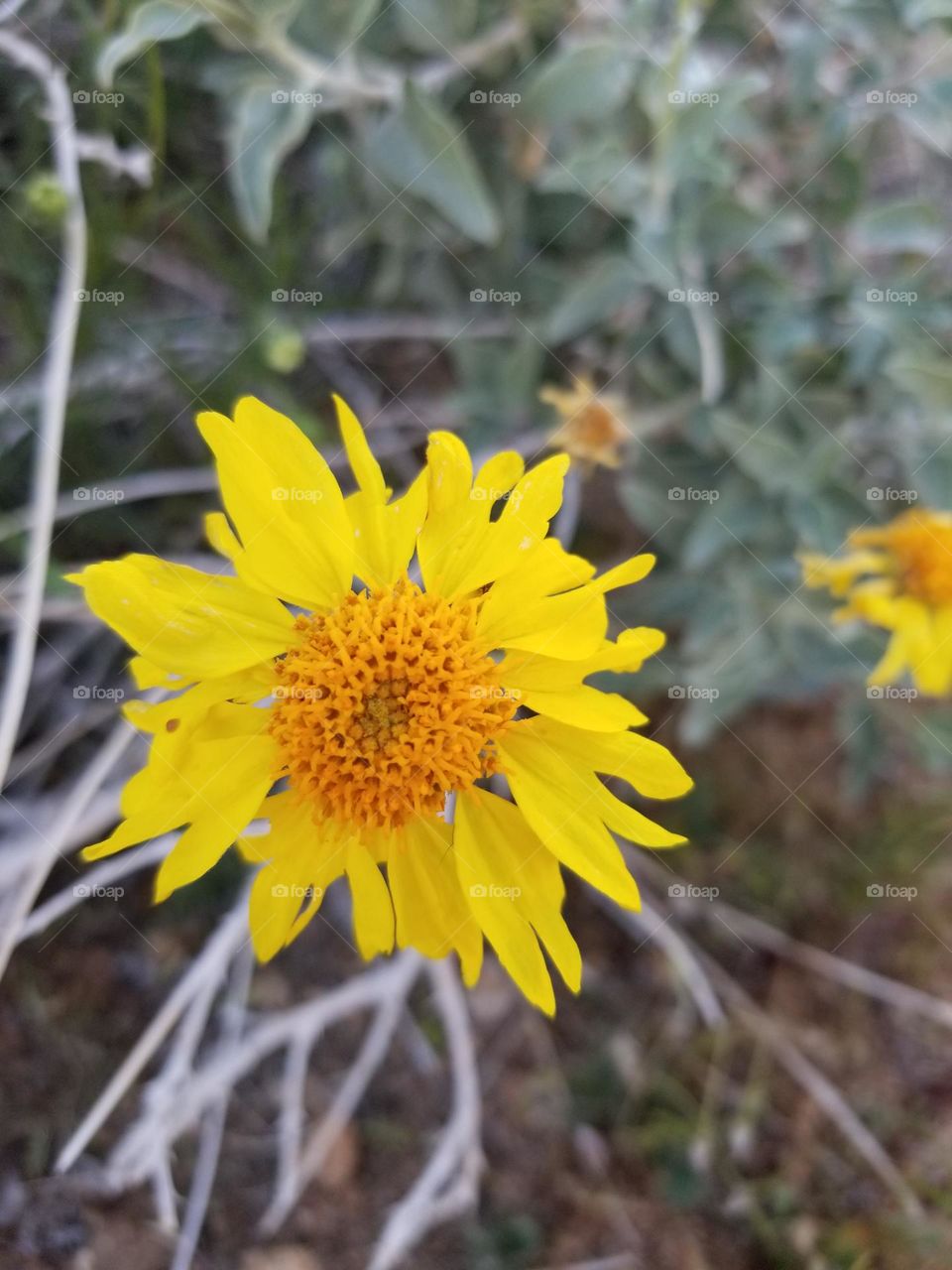 Yellow wildflower