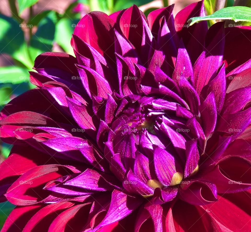 Dahlia