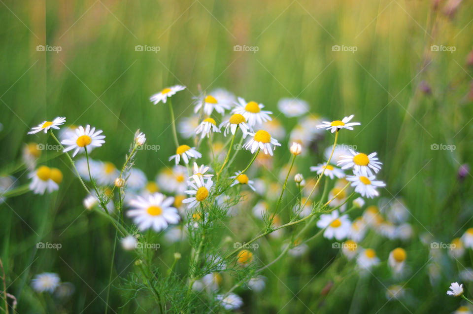 Chamomile 