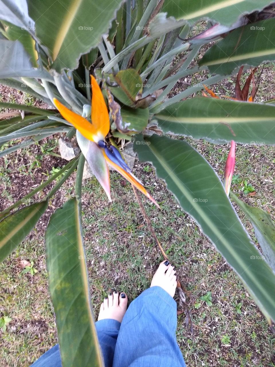 feet and plants