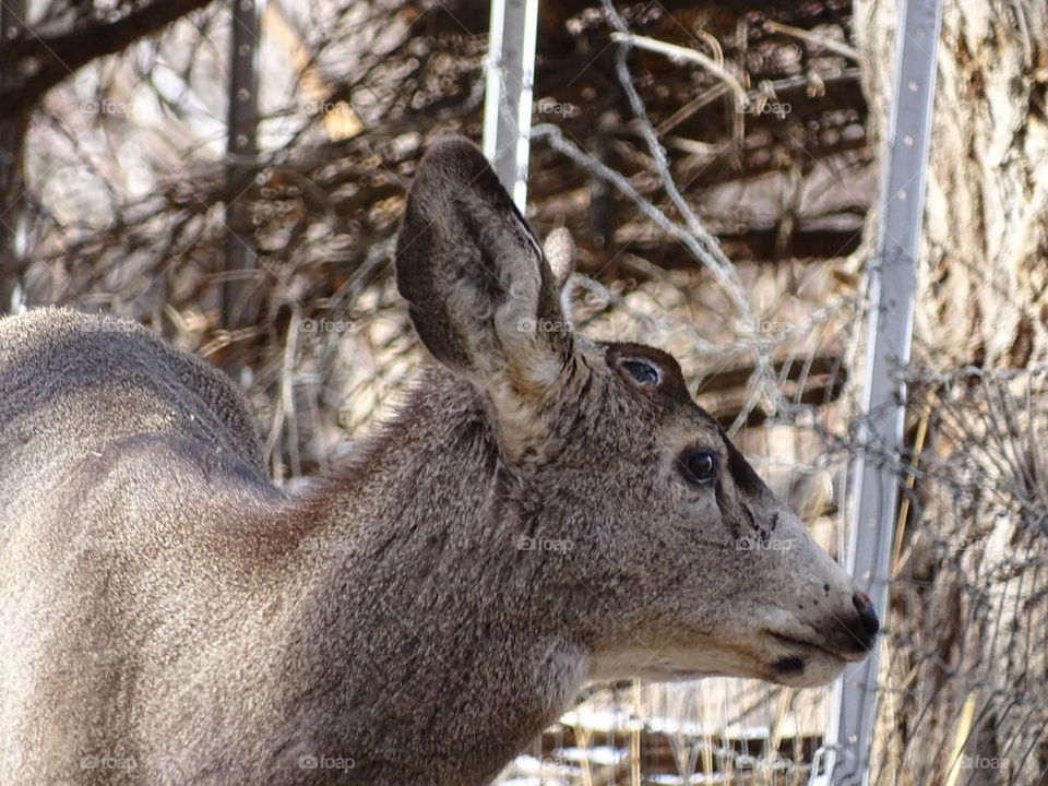 Beautiful Buck