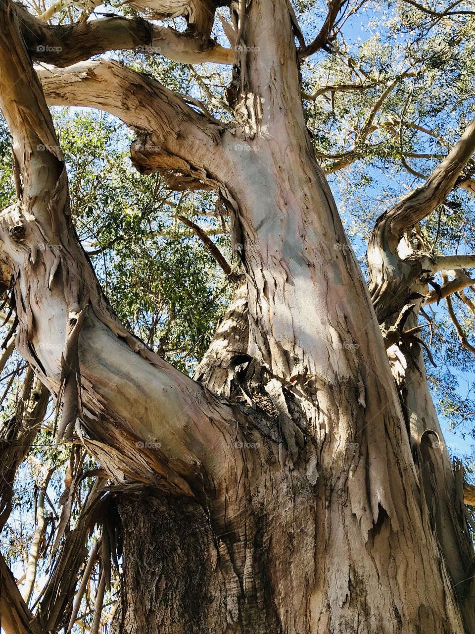 Twisted Eucalyptus Tree 