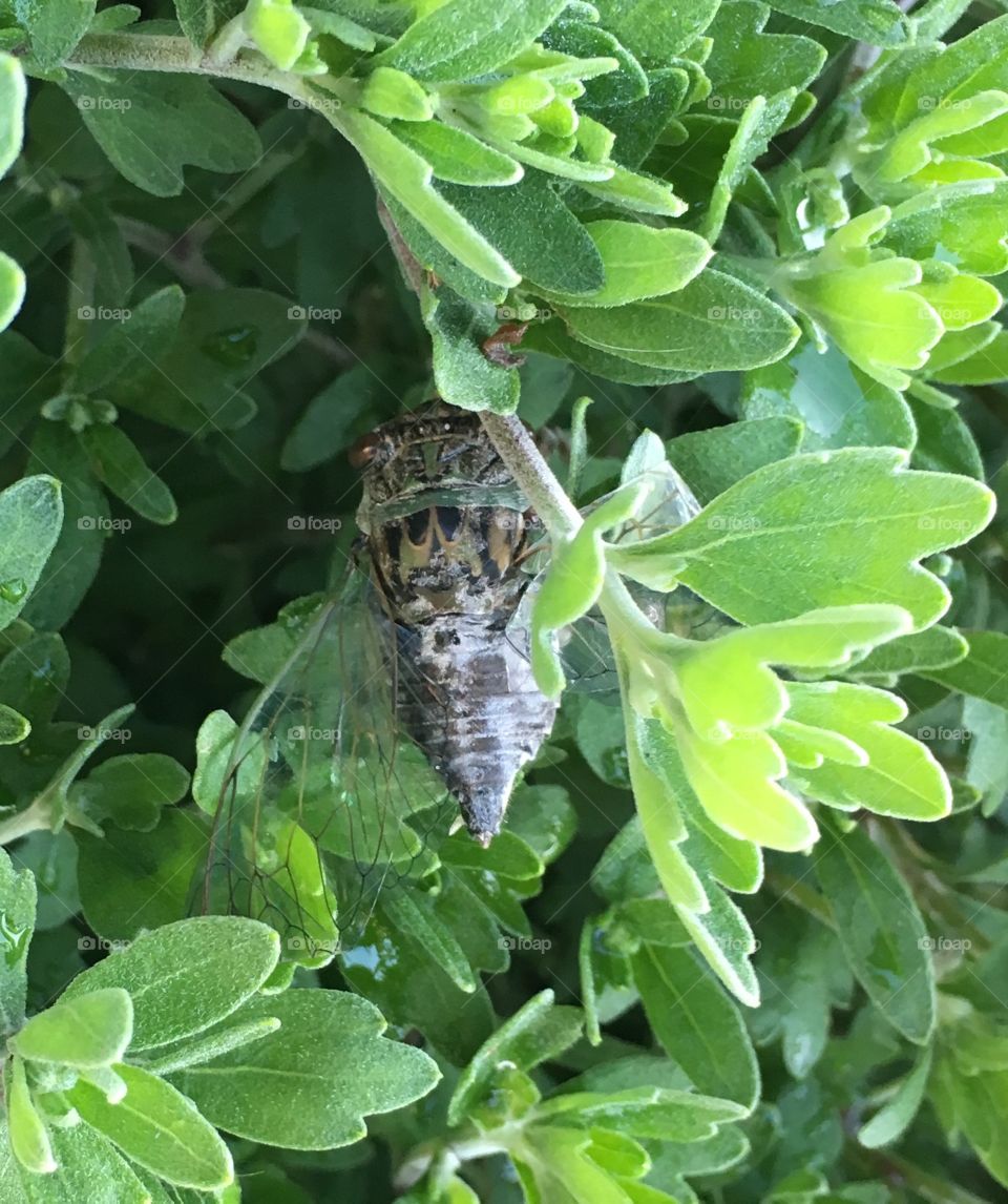 Injured Cicada