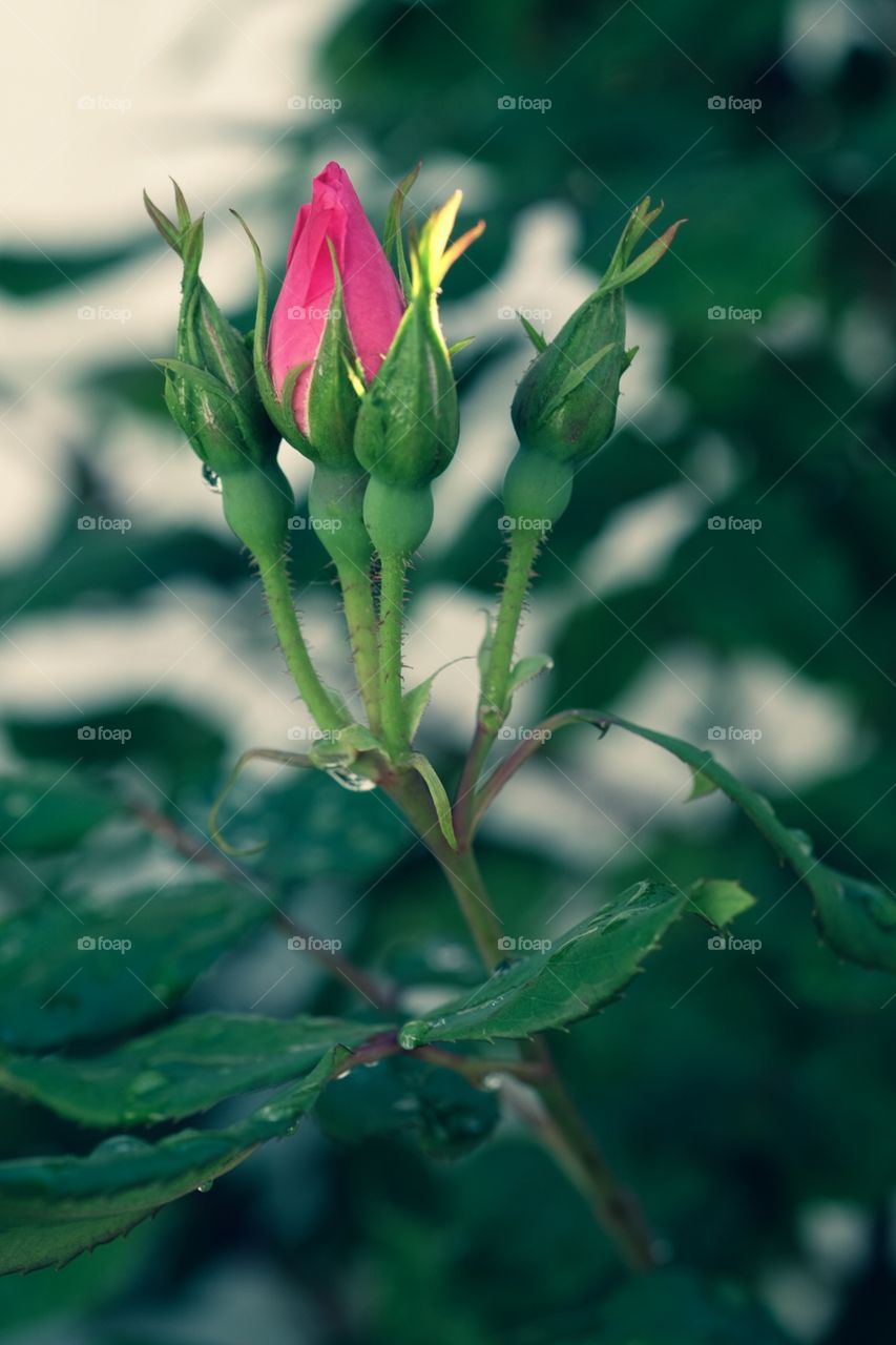 Blooming Pink Rose, Early Morning Dew On Rose Bush, Rose Bush, Summertime Flowers 