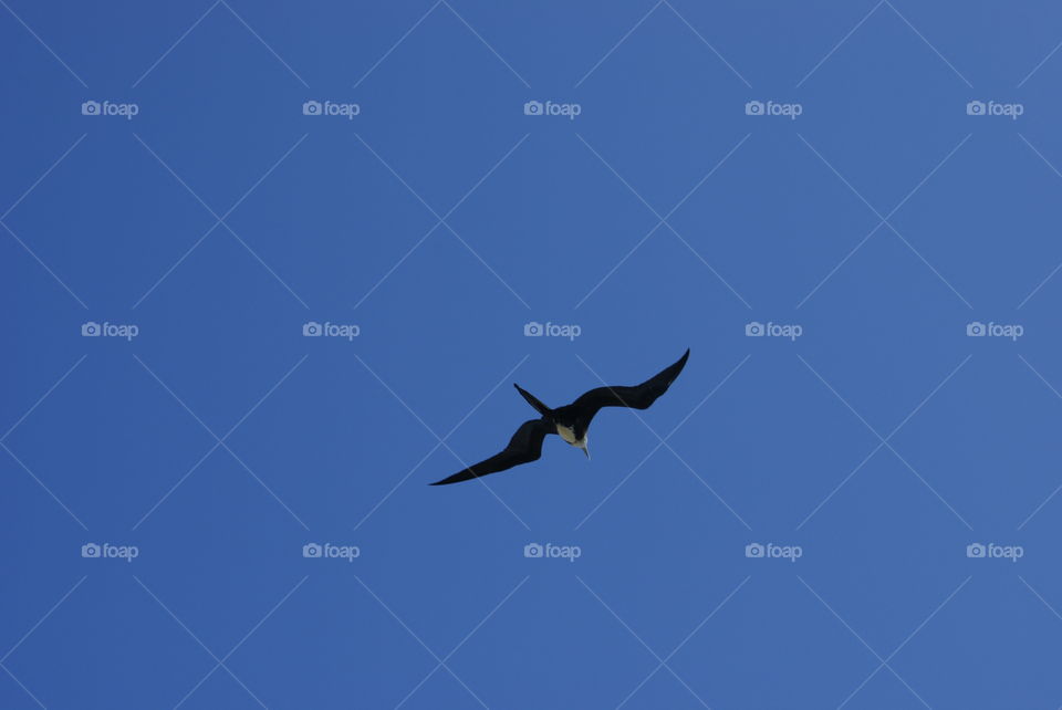 Beautiful Bird flying in the clear Blue Sky