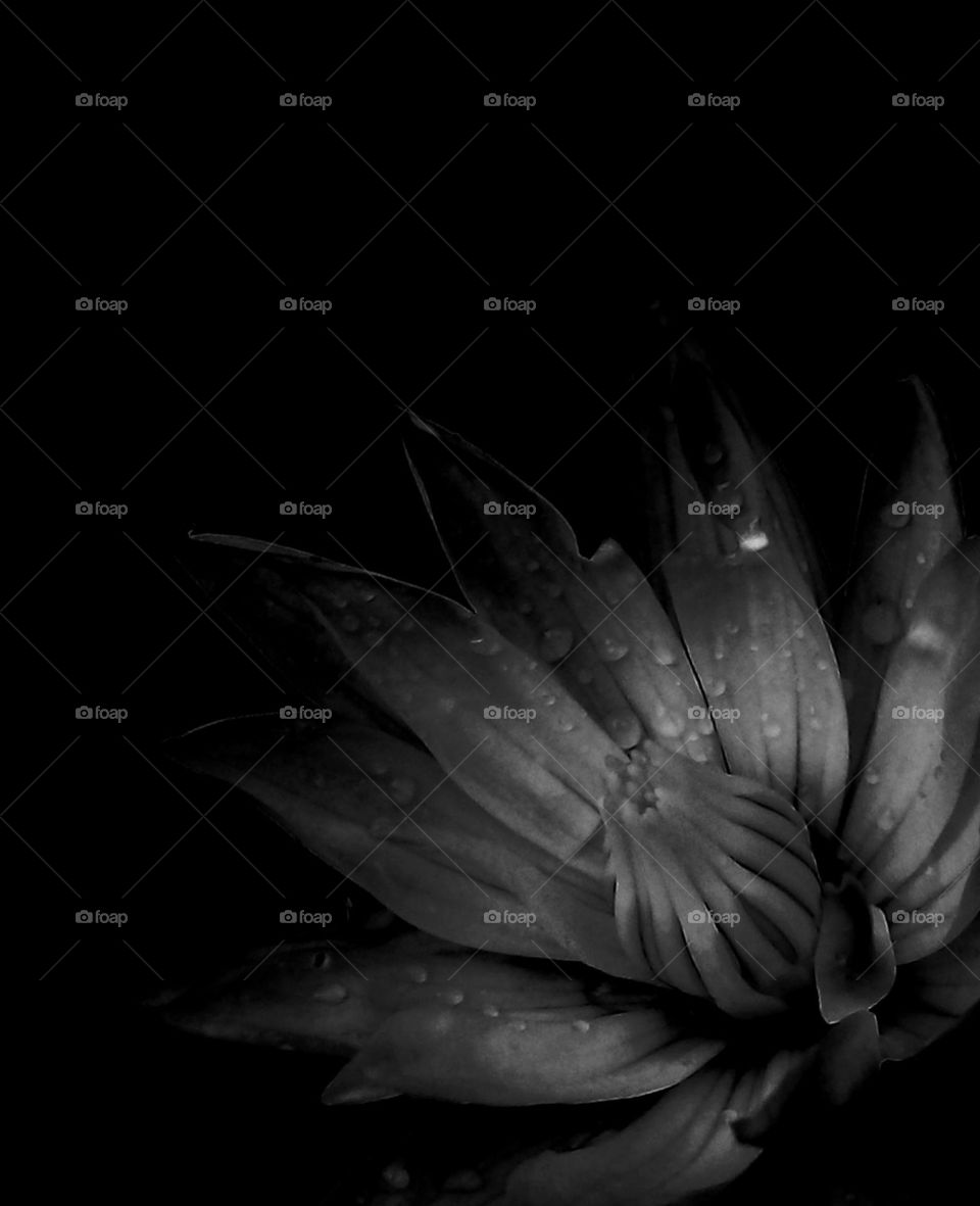 naturelove, beautiful Flowers,  white, drak background, black and White