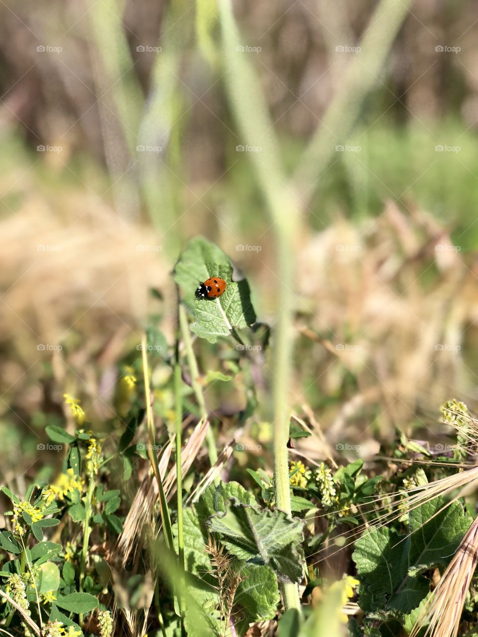 Lady bug on a leaf