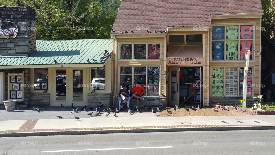 pigeons at a shop in Gatlinburg, TN
