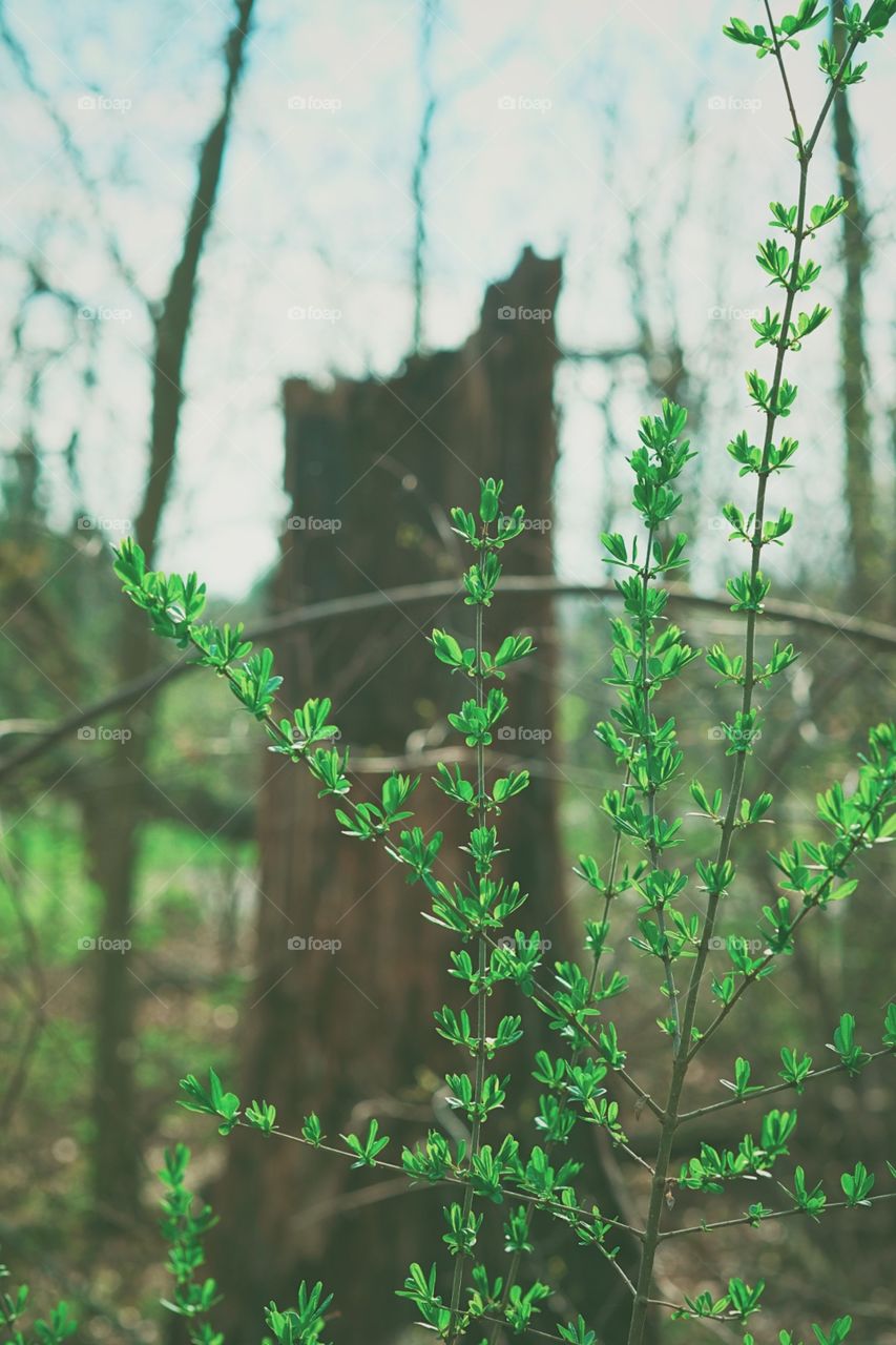 Springtime in the woods, plant blooming in the spring, first green leaves of the springtime, woods of Ohio, spring in the forest, plants in the springtime 