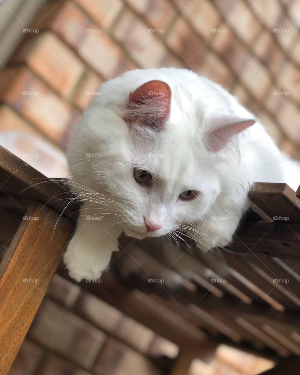 White cat about to chase prey