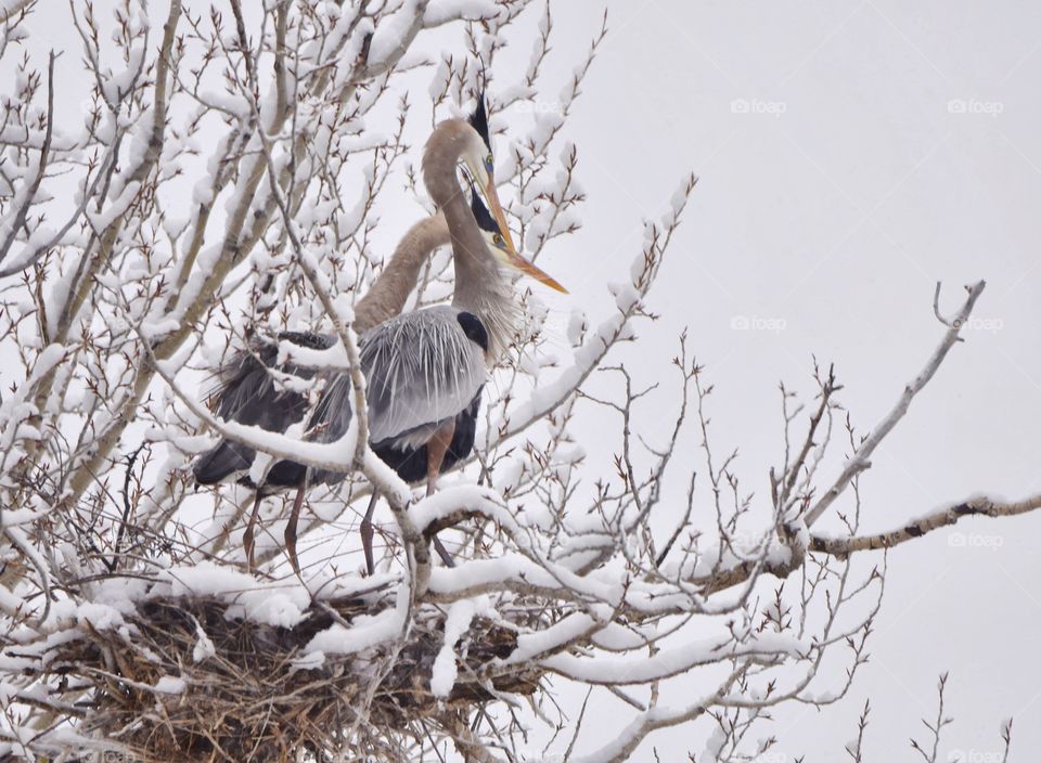 Great Blue Heron pair during nesting season on a very snowy spring day in a tree
