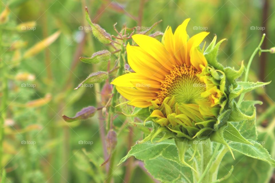 Nnsunflower
half sunflower
unfold
unfolding sunflower
entfalten
Entfaltung
yellow
yellow point
yellow and green
Sonnenblumenkerne sonnenblü
Blühstreifen
Insekten
Artensterben
Artenschutz
Biene
Bienenschutz
Entwicklung