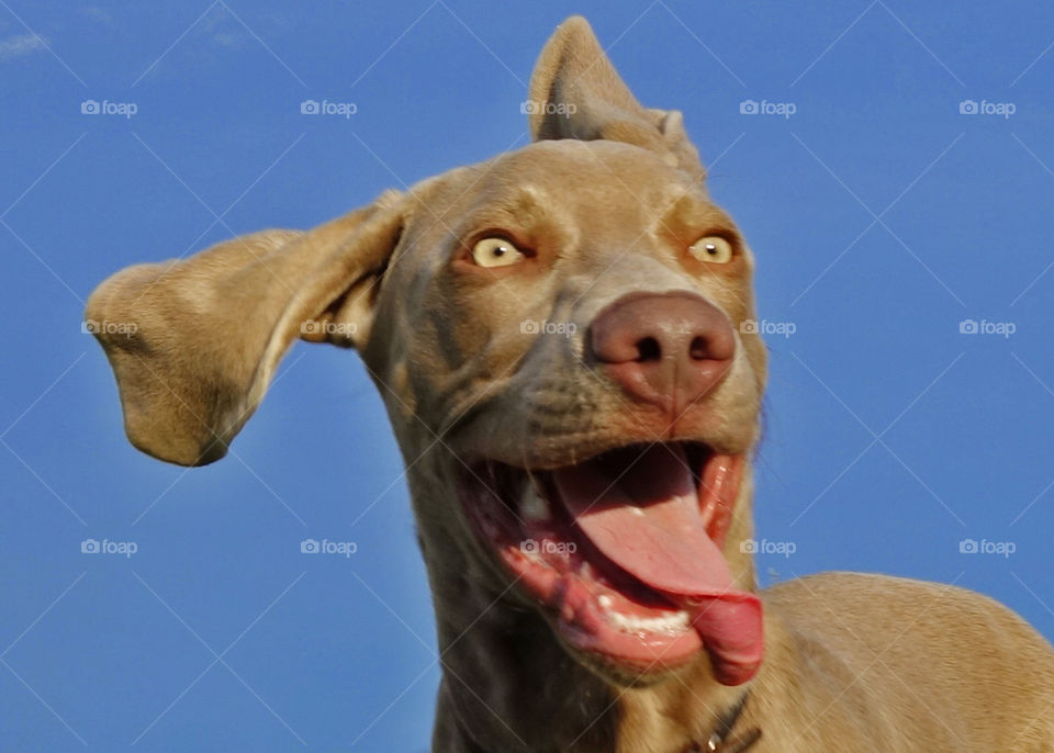 Happy dog against sky