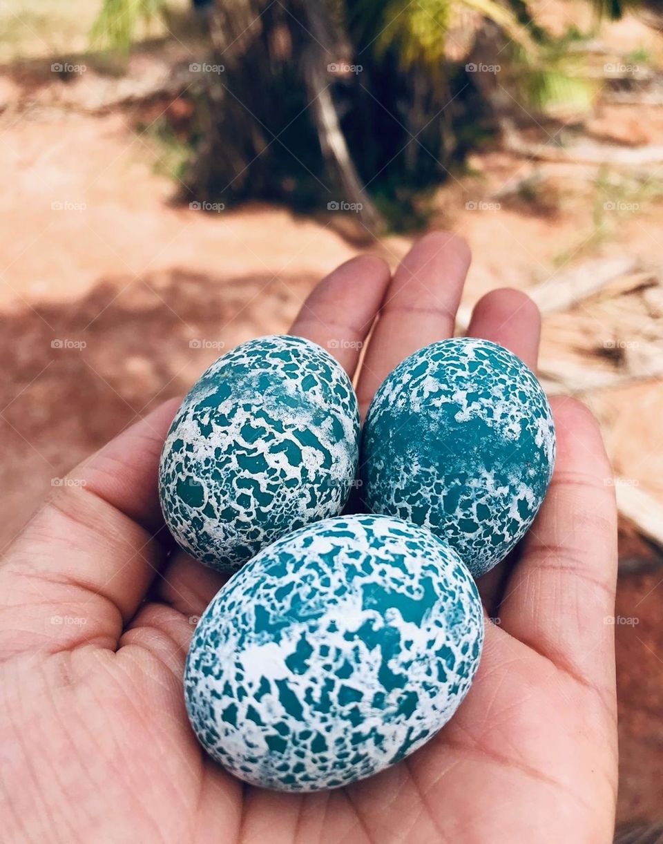 They are eggs of Anu, a bird of the Cuculiformes family, known by the common names of cuckoo, roadrunner, anu or saci. Anu eggs are relatively large, sea-green in color and have a white chalky net in high relief...