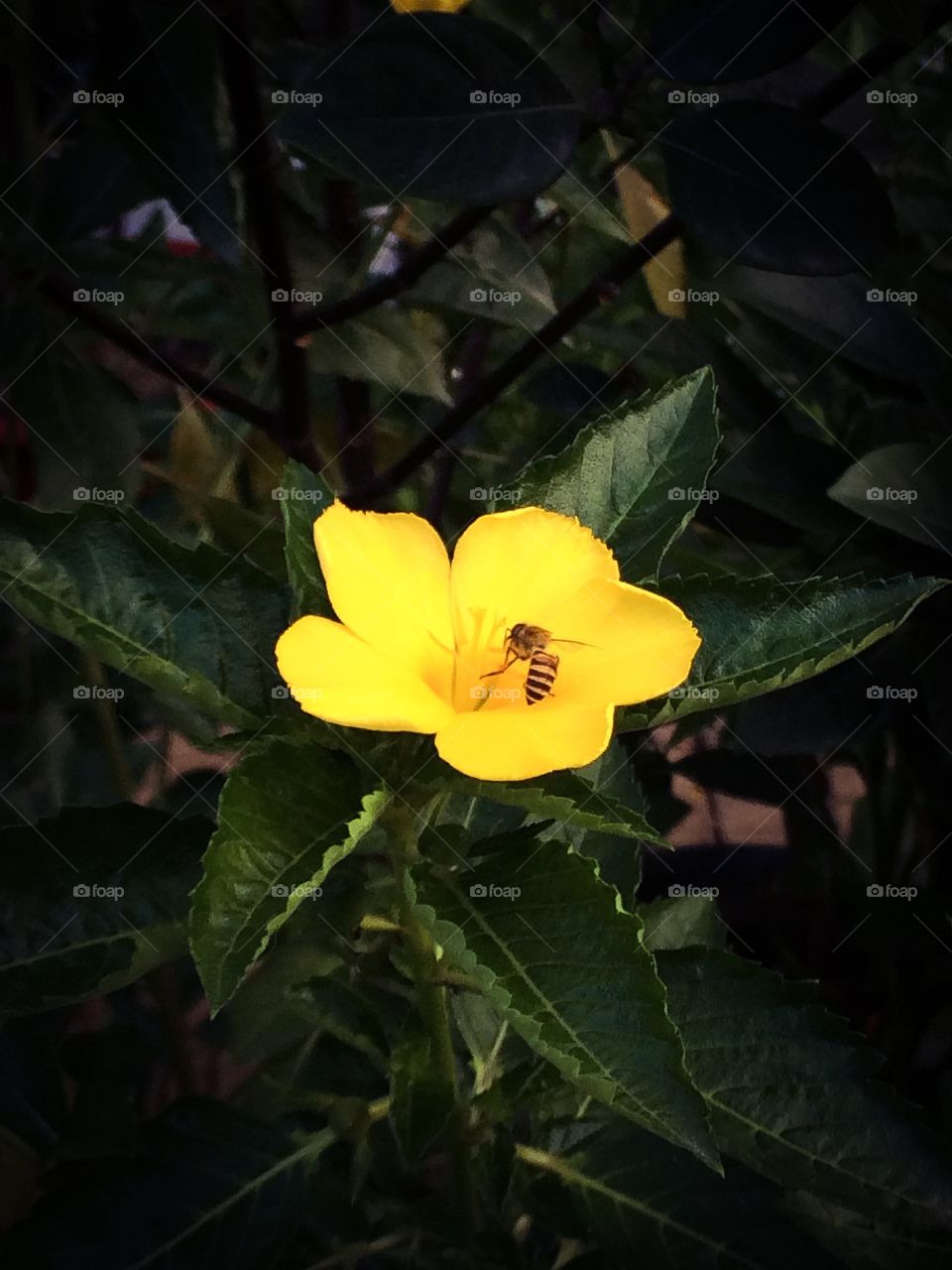A bee on yellow flower