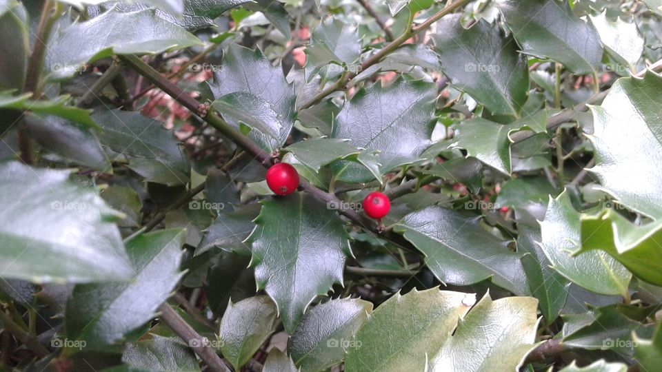 Holly Berries. The first berries on our holly bush!
