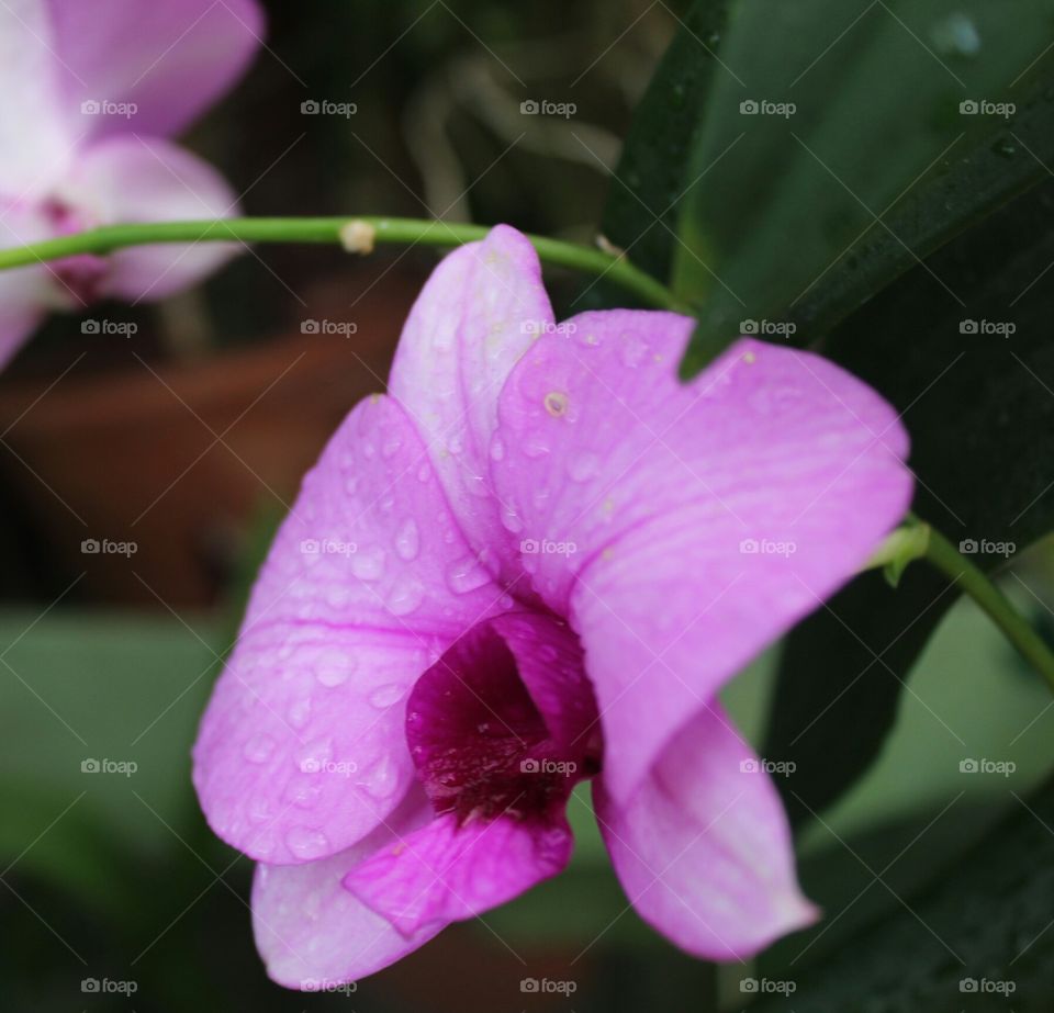 okid flower of sri lanka