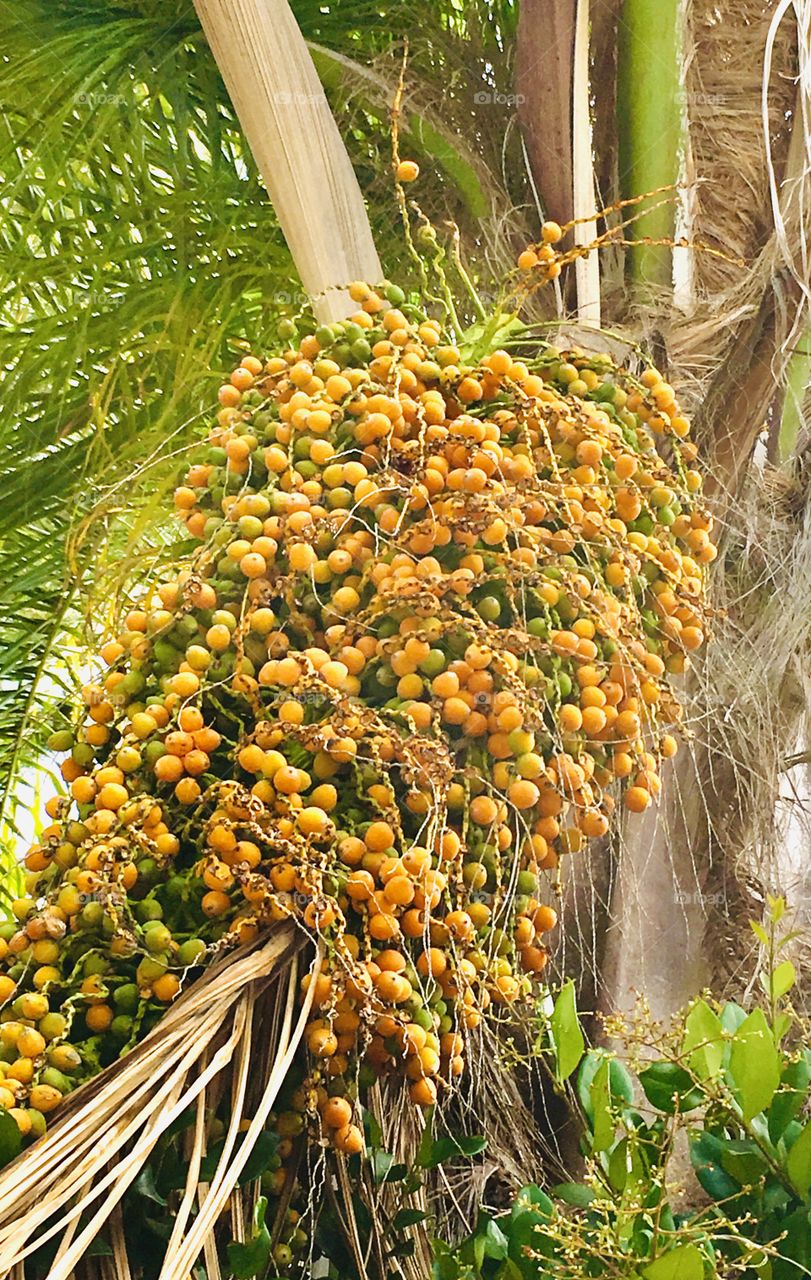 Yellow Palm seeds