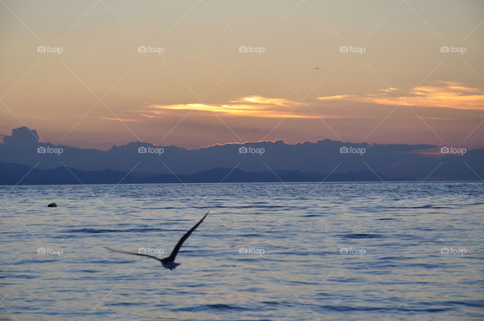 Bird flying over the sea