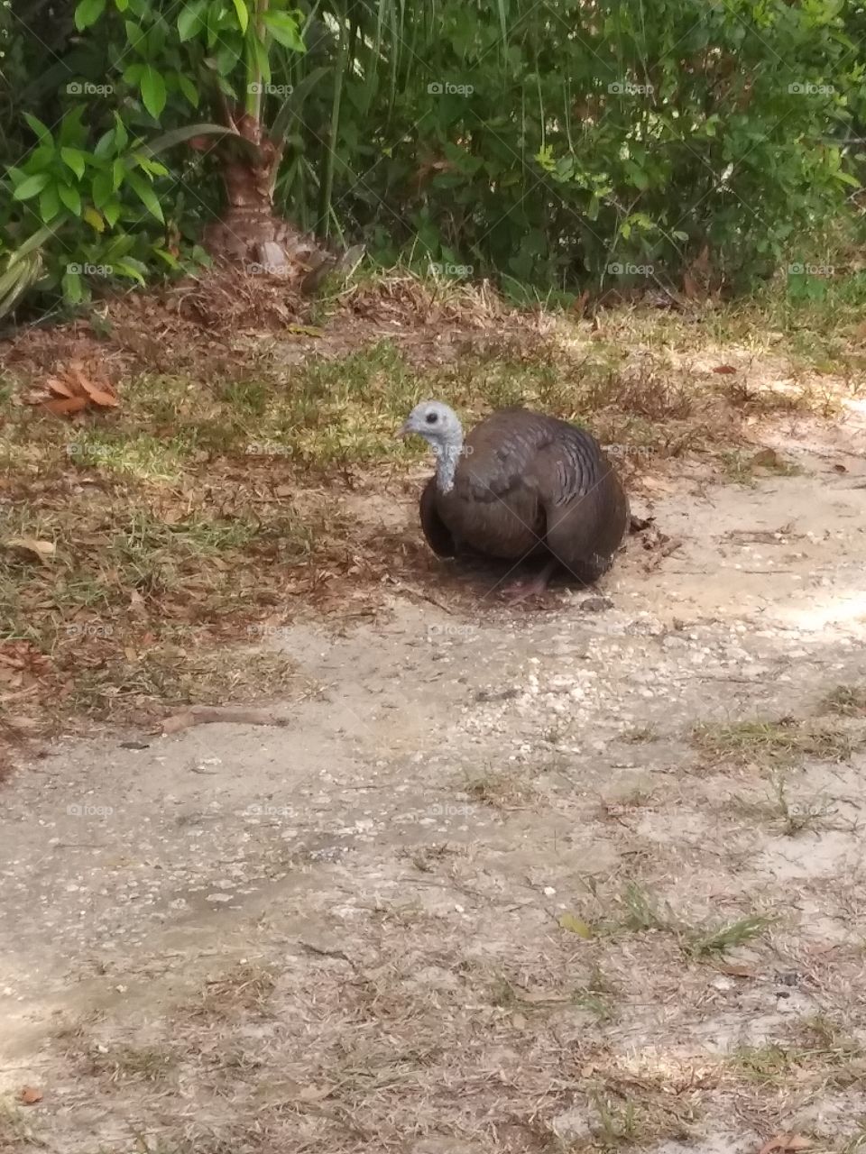 Wild turkry