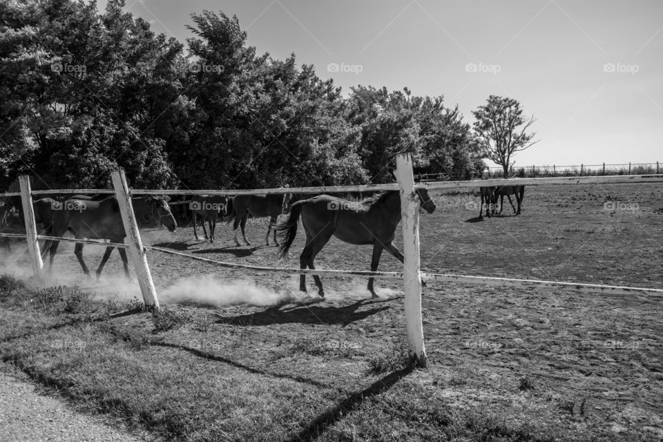 Horse on a farm.Sun and nature