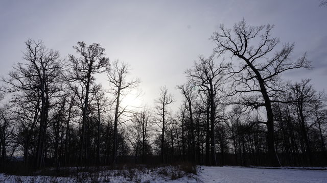 forest