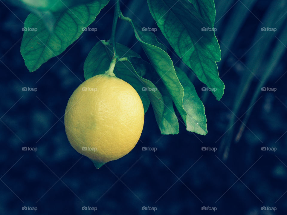 Lemon