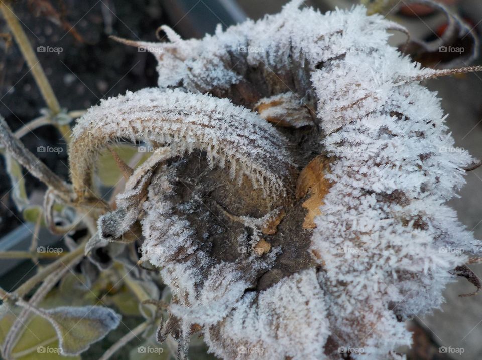 A frozen sunflower