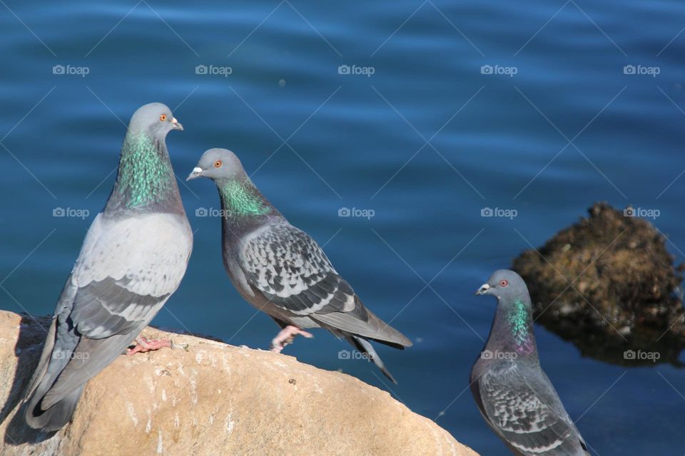Three Pigeons on a Rock