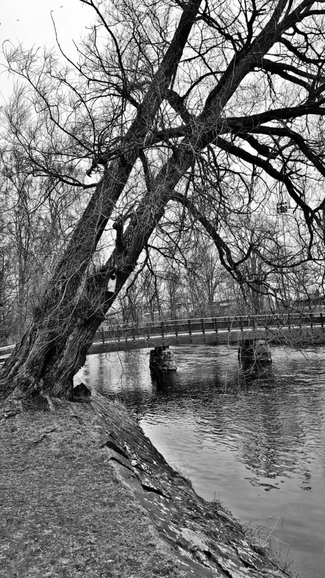 tree