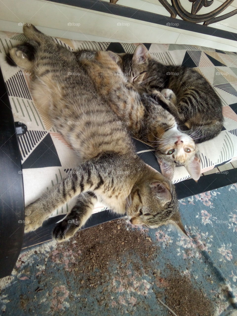 just a swinging on the front porch these lazy little kitties are enjoying the afternoon.